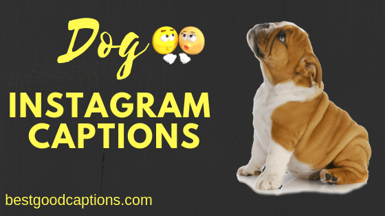 A Complete List of Top 150+ Dog Captions for Instagram Quotes 2023