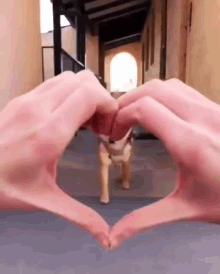 Dog Love Captions