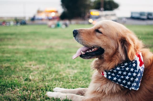4th of July Captions for Dogs