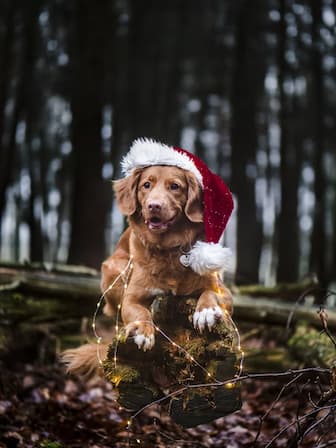Christmas Captions for Dogs