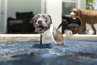 Pool Captions for Dogs