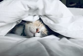 Sleeping Cat Captions for Instagram