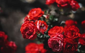 Rose Garden Instagram Captions