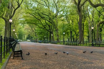 Central Park Photo Captions