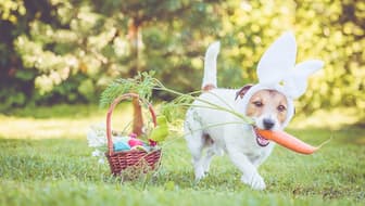 Easter Dog Captions for Instagram Quotes