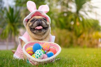 Easter Dog Quotes
