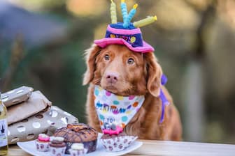 Birthday Wishes for Dog Lovers